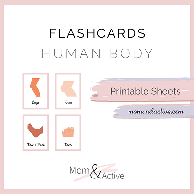 human-body-flashcards