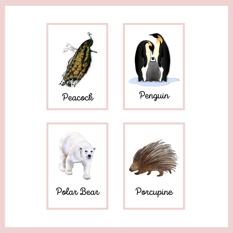 Animals Flashcards - Image 2