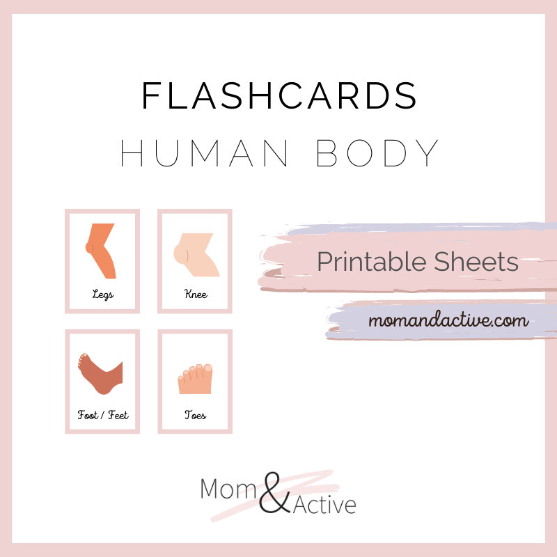 human-body-flashcards